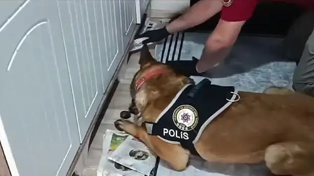 Suç örgütüne yönelik Kuyu-10 operasyonunda 11 şüpheli yakalandı