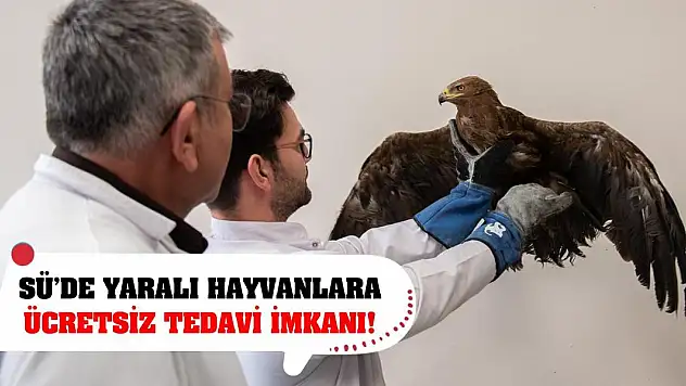 SÜ'de Yaralı Hayvanlara Ücretsiz Tedavi İmkanı!