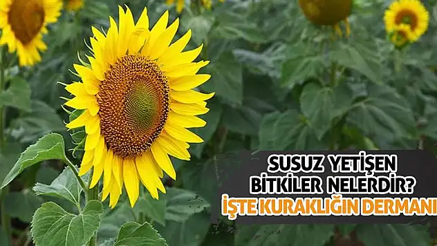 Susuz yetişen bitkiler nelerdir? İşte kuraklığın dermanları!