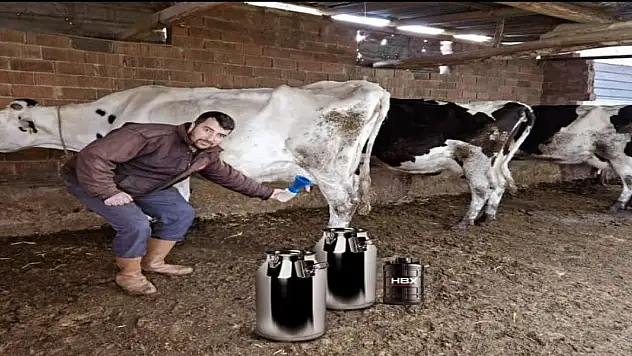 Süt üreticileri müjde! Mastitiste karşı doğal tedavi yöntemi!