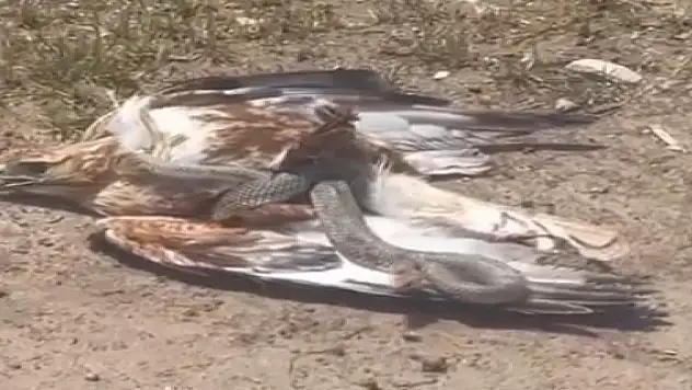 Talihsiz kartal, yılanın avı oldu