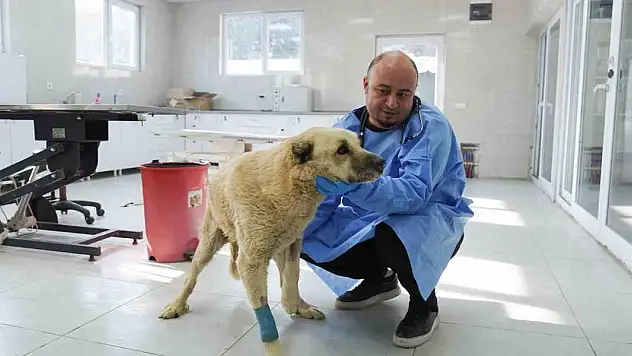 Talihsiz köpek iyileşme sürecinde