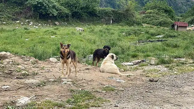 Tarım ve Orman Bakanı Yumaklı'dan sahipsiz köpeklerle ilgili açıklama!