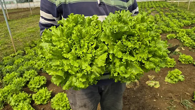 Tarlada 15 TL, tezgahlarda 100 TL'ye satılıyor!