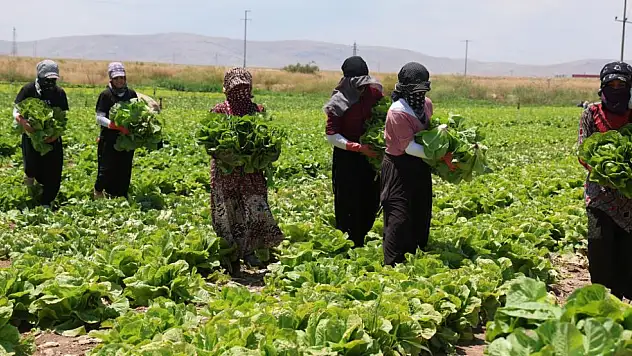 Tarlada 5, markette 50 lira! Konyalı üretici feryat etti...