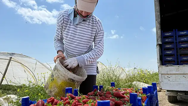 Tarlada 50 TL, market rafında 150 TL