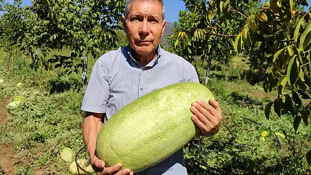 Tarlada kalan karpuzlar pekmeze dönüştü
