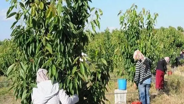 Tarlada kilosu 85 TL Bursa'da Hasadı Normalden Daha Geç Başladı