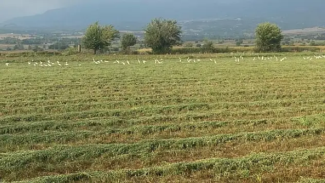 TARSİM'de hasar fazlası desteğine ilişkin prim oranları belirlendi