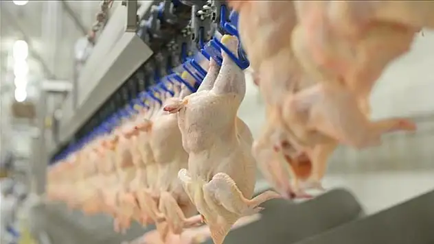 Tavuk eti üretimi ekimde arttı