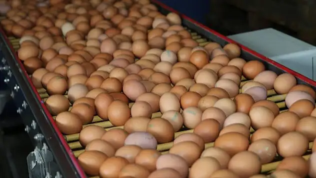 Tavuk yumurtalarının ihracatı kayda bağlandı