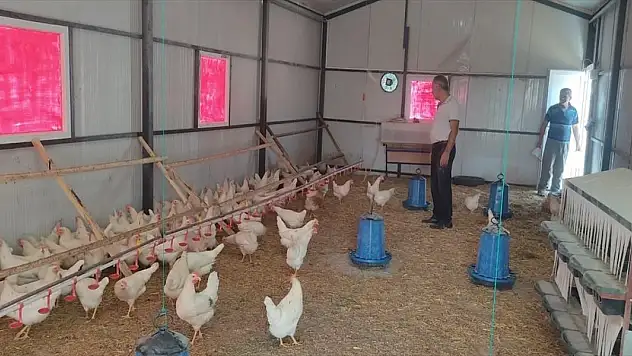 Tavuk yumurtası üretimi yıllık yüzde 2,8 arttı