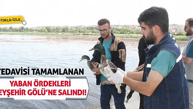 Tedavisi tamamlanan yaban ördekleri Beyşehir Gölü'ne salındı!