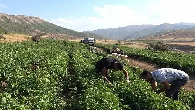 Temmuz ayında ekmeniz gereken sebzeler. Verim çok daha fazla oluyor