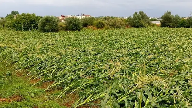 Ticaret Bakanlığı'ndan mısıra tarife kontenjanı