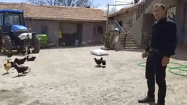 Tilki, kendisini besleyen köylünün tavuklarını yedi