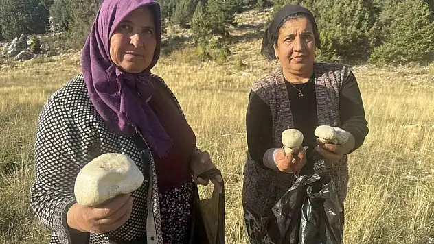 Toros'larda yağmurla birlikte mantar sezonu açıldı