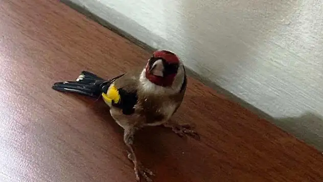 Trende satışı yasak saka kuşu ele geçirildi