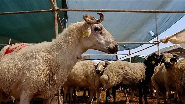 Türk Kızılay, kurban vekaleti bedellerini açıkladı
