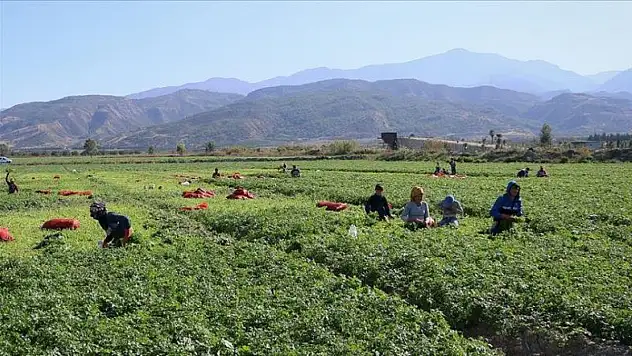 Türkiye'de tarımın en kapsamlı sayımında son aşama