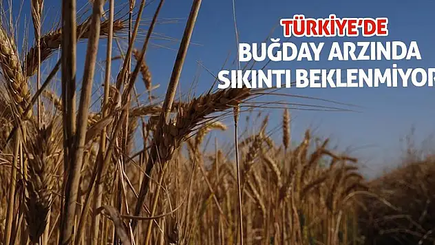 Türkiye'de buğday arzında sıkıntı beklenmiyor
