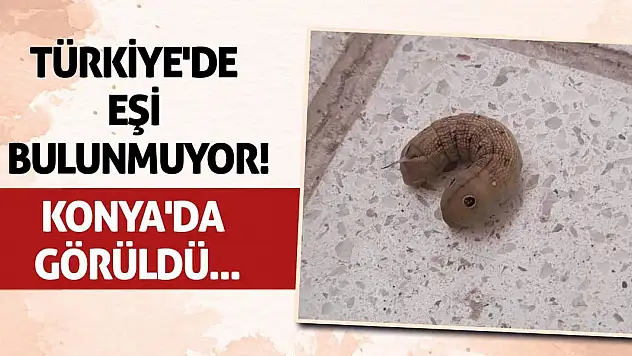 Türkiye'de eşi bulunmuyor! Konya'da görüldü...