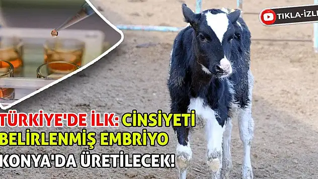 Türkiye'de İlk: Cinsiyeti Belirlenmiş Embriyo Konya'da Üretilecek!