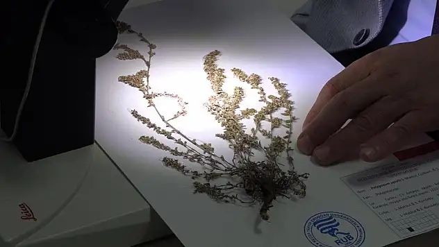 Türkiye'de yeni bir bitki türü keşfedildi