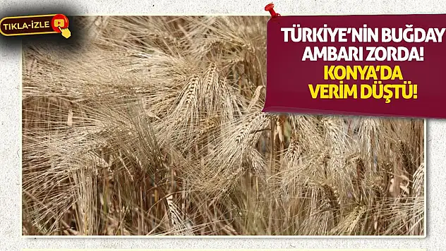 Türkiye'nin Buğday Ambarı Zorda! Konya'da Verim Düştü!