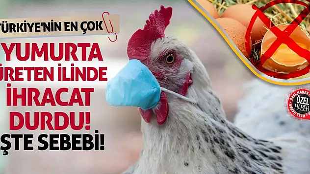 Türkiye'nin En Çok Yumurta Üreten İlinde İhracat Durdu! İşte Sebebi!