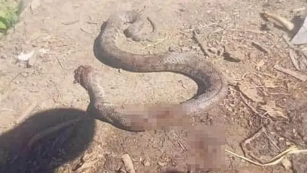 Türkiye'nin en zehirli yılanı eve girmek üzereyken öldürüldü
