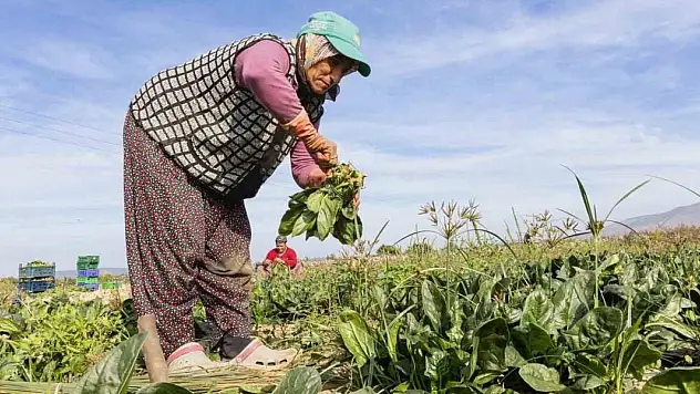 Türkiye'nin ıspanak deposunda hasat heyecanı