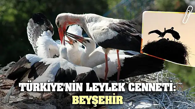 Türkiye'nin Leylek Cenneti: Beyşehir
