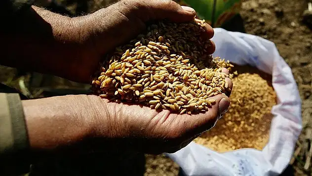 Türkiye'nin tohumda İsrail'e bağımlılığı yok