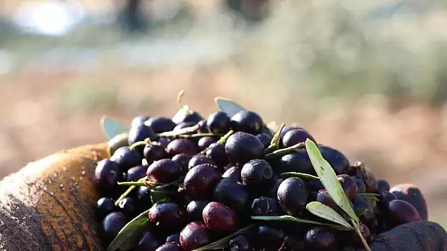Türkiye'nin zeytin üretimi 2024'te rekora ulaştı