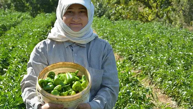 Turşuluk kardolua biber çeşidinin ilk hasadı yapıldı