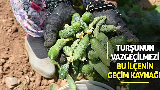 Turşunun Vazgeçilmezi Bu İlçenin Geçim Kaynağı!
