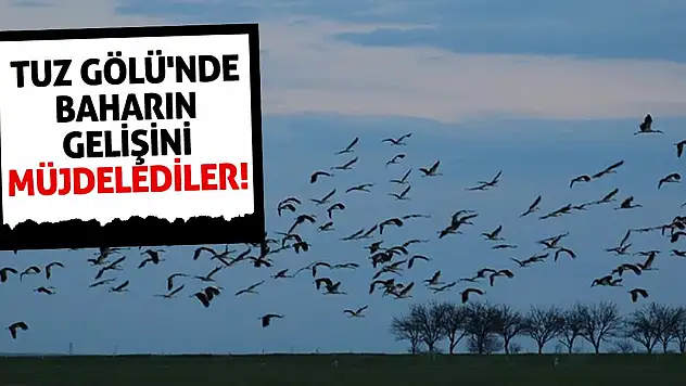 Tuz Gölü'nde Baharın Gelişini Müjdelediler!