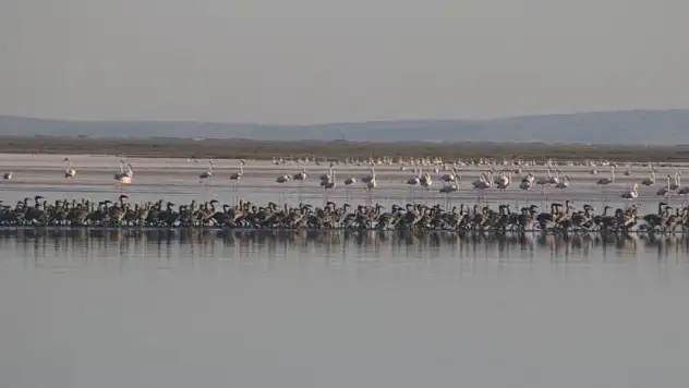 Tuz Gölü'nde bu yıl 4 bin 300 flamingo dünyaya geldi