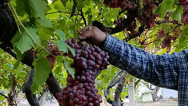 Üreticiden 1 kilo 740 gramlık üzüm salkımı