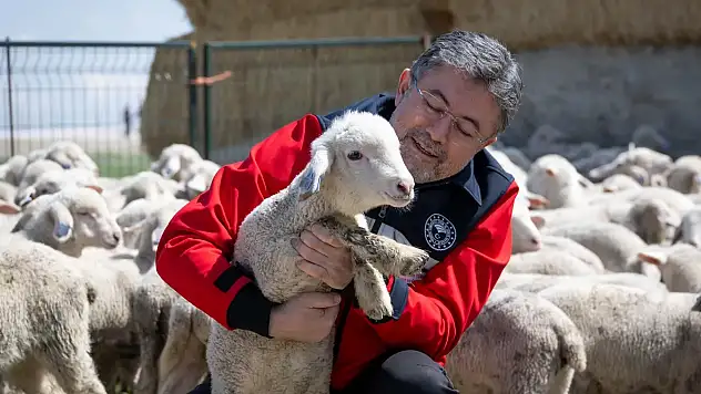 Üreticilere müjde! 150 bin küçükbaş için başvurular başladı: Son günü kaçırmayın