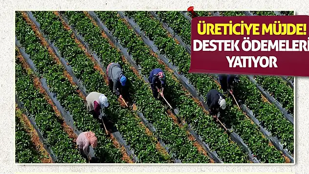 Üreticiye müjde! Destek ödemeleri yatıyor