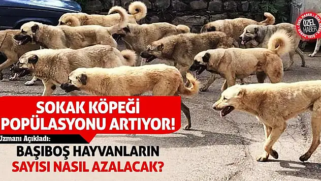Uzmanı Açıkladı: Başıboş Hayvanların Sayısı Nasıl Azalacak?