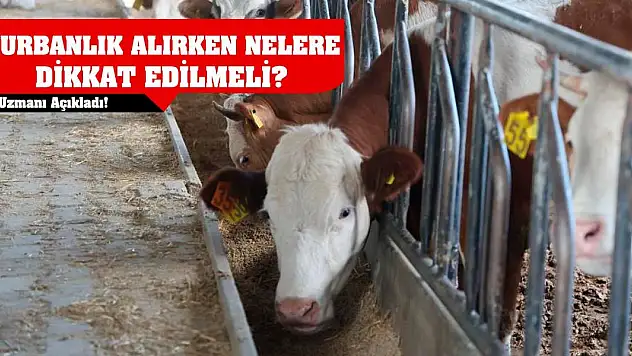 Uzmanı açıkladı! Kurbanlık alırken nelere dikkat edilmeli?