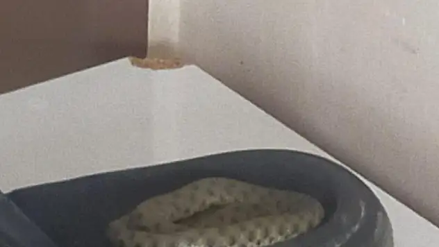 Uzmanı uyardı: Yılanlar sıcaklardan dolayı apartmanları tercih ediyor