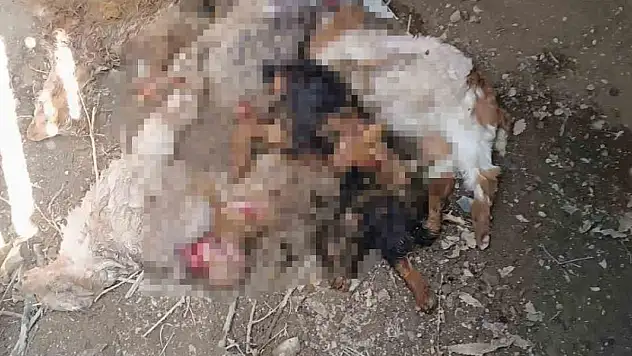 Van'da ahıra giren ayı, 20 keçiyi telef etti