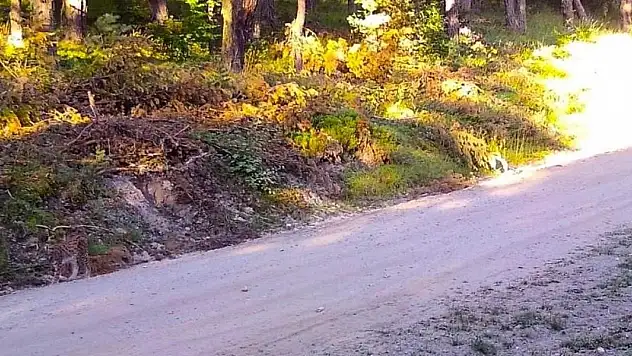 Vaşak kendini böyle kamufle etti!
