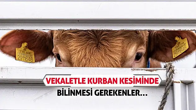 Vekaletle Kurban Kesiminde Bilinmesi Gerekenler…
