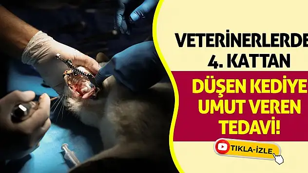 Veterinerlerden 4. Kattan Düşen Kediye Umut Veren Tedavi!