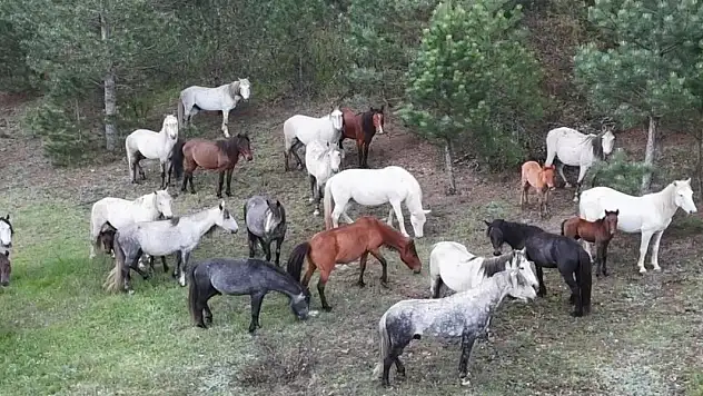Yaban atları yavruları ile görüntülendi